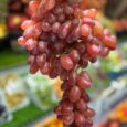 Gapes scarlet Seedless /500G