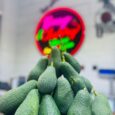 Avocado Atanja – LEB | 500G