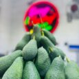 Avocado Atanja – LEB | 500G