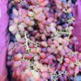 Gapes scarlet Seedless /500G