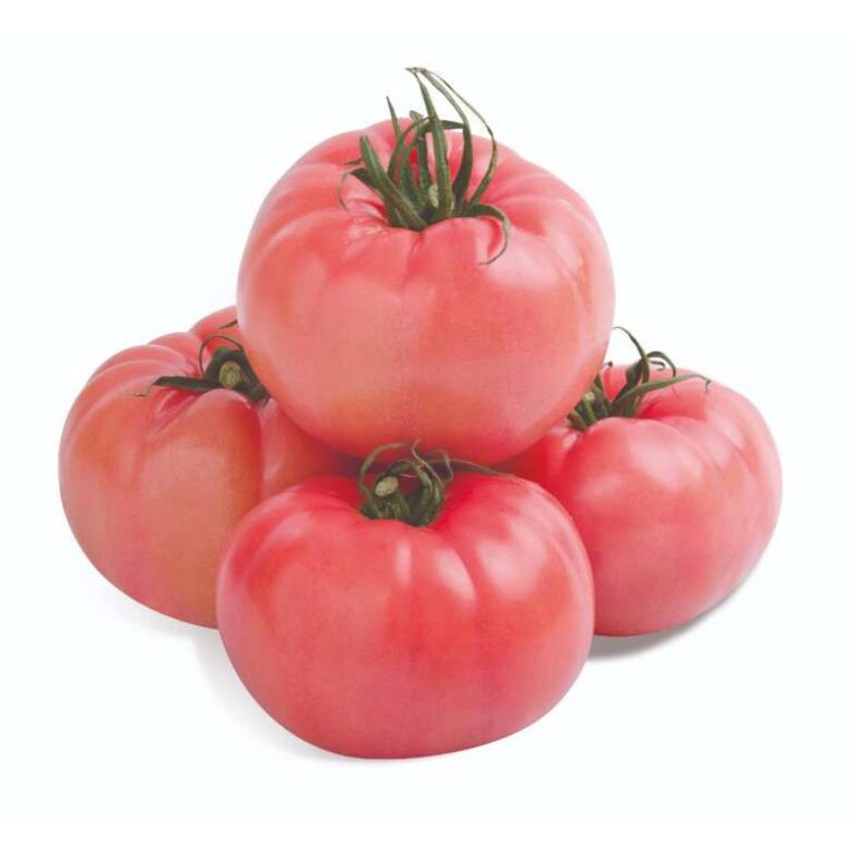 tomato pink leb