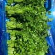 Coriander | 1 BUNCH