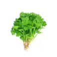 Coriander | 1 BUNCH