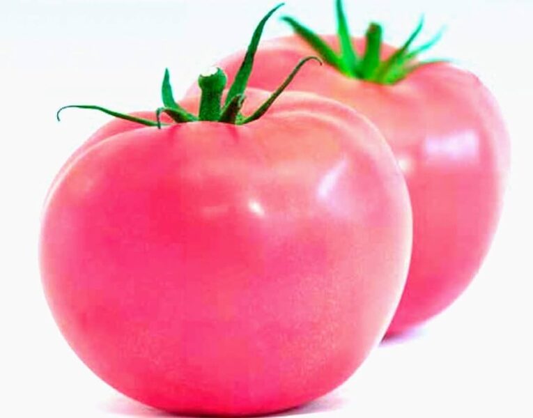 tomato pink lebanon