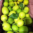Lemon Baladi LEB / 1KG