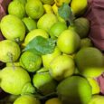 Lemon Baladi LEB / 1KG