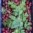 Cherry Red Extra -Lebanon /500g
