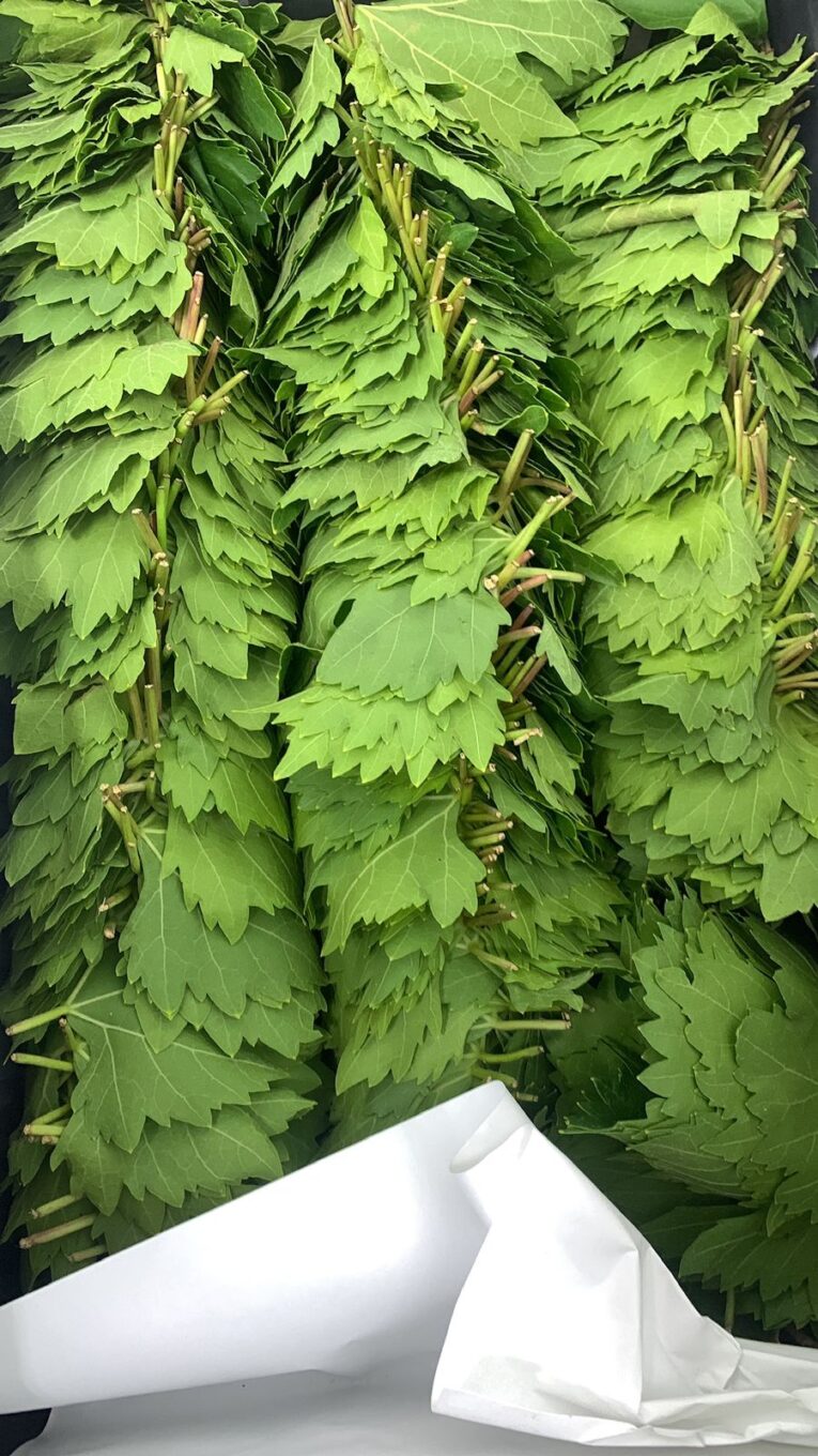 vine leaves leb