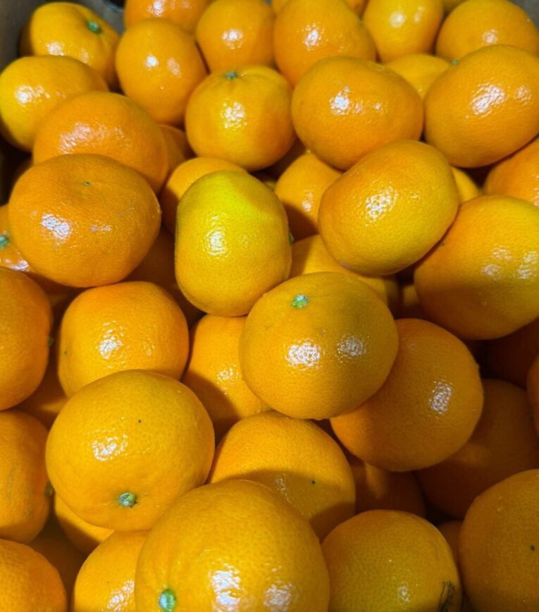 clementine seedless sp