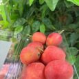 Apple cherry / 500g