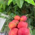 Apple cherry / 500g